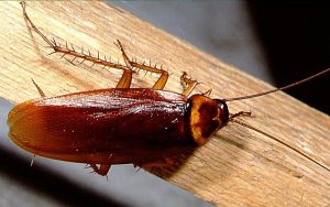 American-Cockroaches-300x188